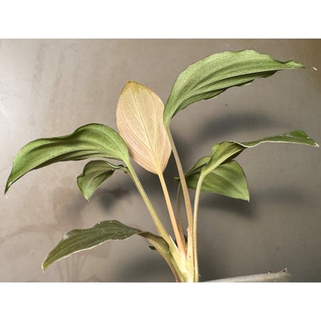 Homalomena sp. "Black" Jawa