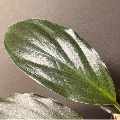 Homalomena sp. from Jawa Barat