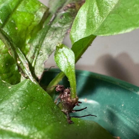 Microsorium sp. Sarawak Giant ミクロソリウム sp. サラワクジャイアント