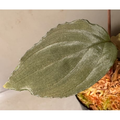 Homalomena sp. "Amber Velvet" from Kepulauan Riau