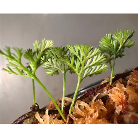 Davallia cf. parvula from Sanggau West Kalimantan ②