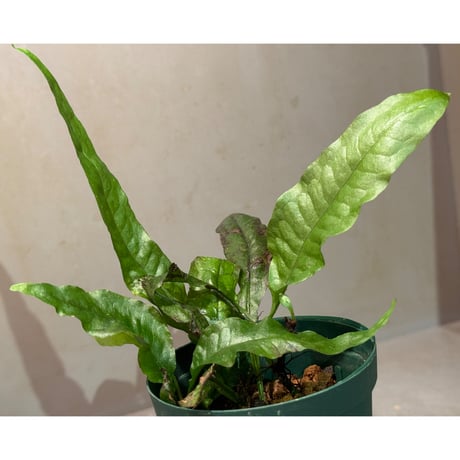 Microsorium sp. Sarawak Giant ミクロソリウム sp. サラワクジャイアント
