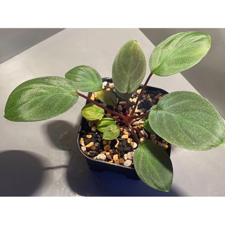 Homalomena sp. from Tawau [TK071116-1]