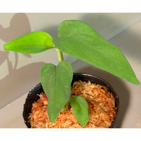 Anadendrum sp. Seruyan Hulu Kalimantan Tengah [PB0925-1]
