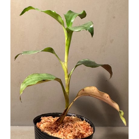 Dracaena sp. from Landak West Kalimantan