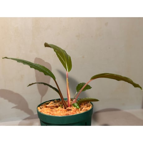 Homalomena "Euc×PN" [LA-hyb.23-39]