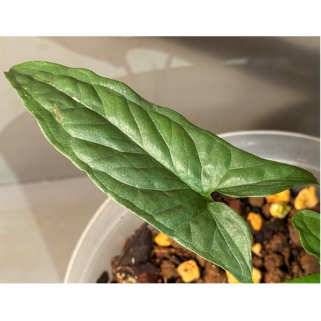 Syngonium sp. from Iquitos Peru [tanakay]