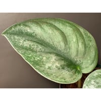 Scindapsus pictus "Nanga pinoh" Melawi Kalimantan barat [TB1606]