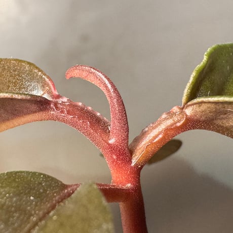 Ardisia sp. from Kalimantan