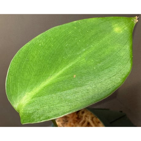 Homalomena havilandii from Kalimantan Barat