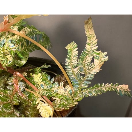 Selaginella willdenowii "variegata"