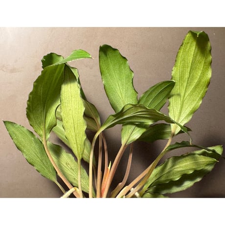 Homalomena sp. from Banten