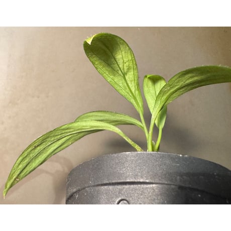 Homalomena hasei "狐尾" from Aceh Sumatera [LA0214-4]