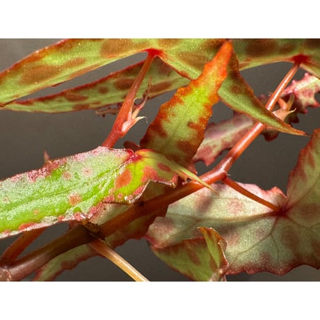 Begonia amphioxus from Borneo