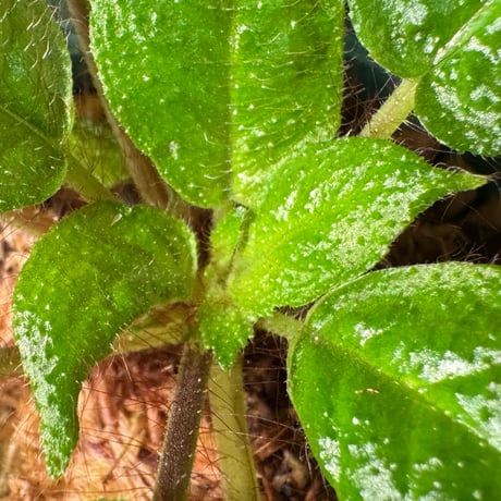 Codonoboea sp. "Shocker" Kalimantan barat [AZ1122-4]