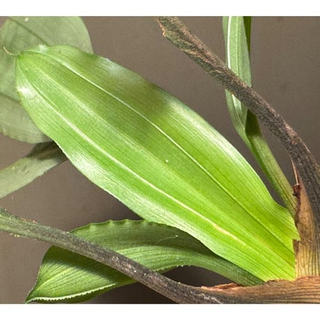 Mapania cuspidata from Bengkayang West Kalimantan