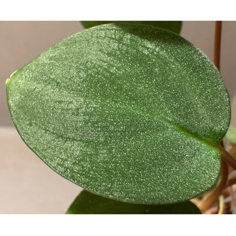 Homalomena sp. from Sabah