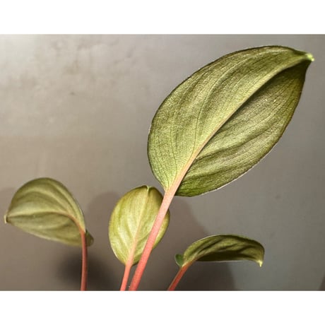Homalomena sp. from Tawau [TK071116-1] ①