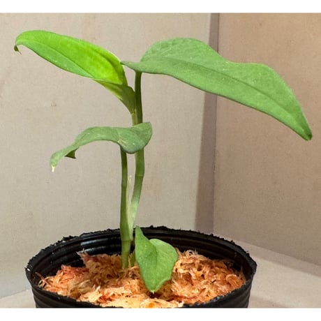 Anadendrum sp. Seruyan Hulu Kalimantan Tengah [PB0925-1]