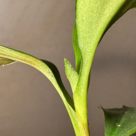 Dracaena sp. from Landak West Kalimantan