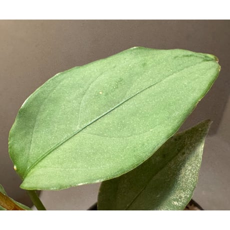 Aglaonema nebulosum from Hulu Langat Malaysia [PB0226-1]