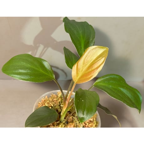 Homalomena sp. "Black" Jawa
