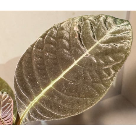 Hoffmannia ghiesbreghtii