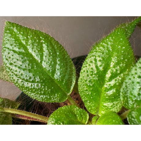 Codonoboea sp. "Shocker" Kalimantan barat [AZ1122-4]
