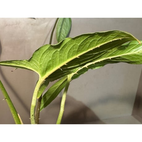 Lasia spinosa