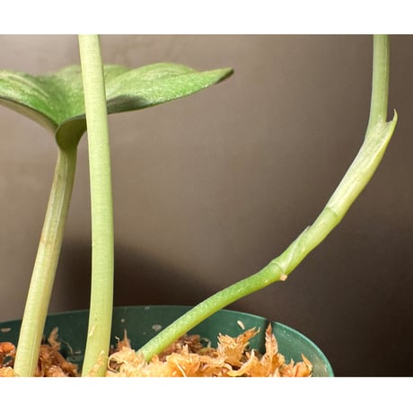 Scindapsus pictus "Nanga pinoh" Melawi Kalimantan barat [TB1606]