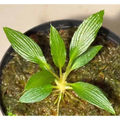 Homalomena sp. Rec147 from West Papua [K0522-f1]