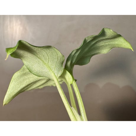 Schismatoglottis rongisupata from West Kalimantan