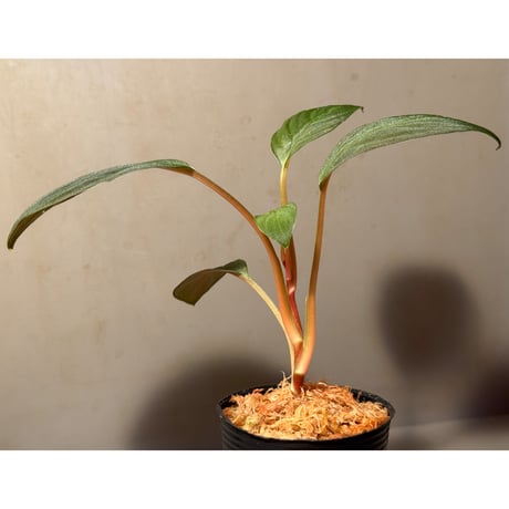 Homalomena sp. from Riau Sumatera
