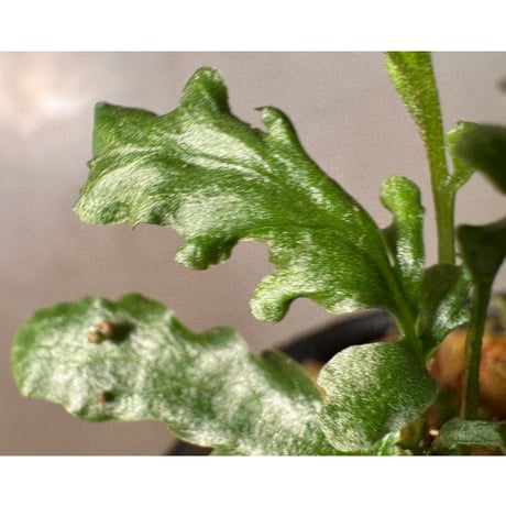 Bolbitis sinuosa from Philippines