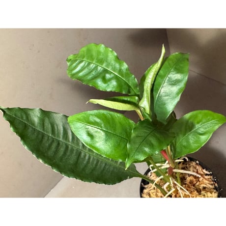 Schismatoglottis sp. from Pinoh Selatan Kalimantan Barat