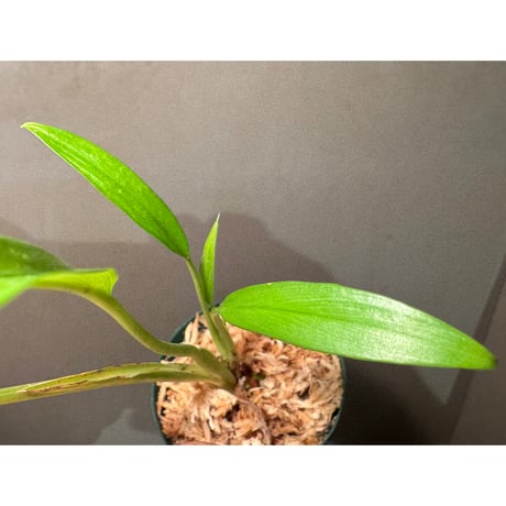 Homalomena sp. 'Narrow' from Timika Papua Tengah