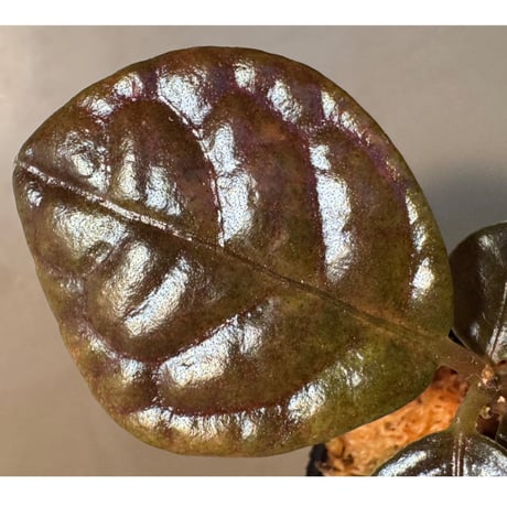 Ardisia sp. from Kayulapis [TB]