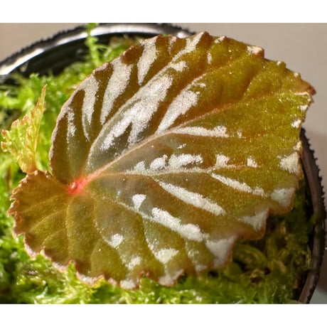 Begonia sp. from North Sumatera