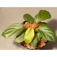Homalomena sp. from Cameron Highlands [TK140717]