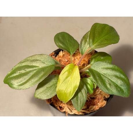 Homalomena sp. from Cameron Highlands [TK140717]