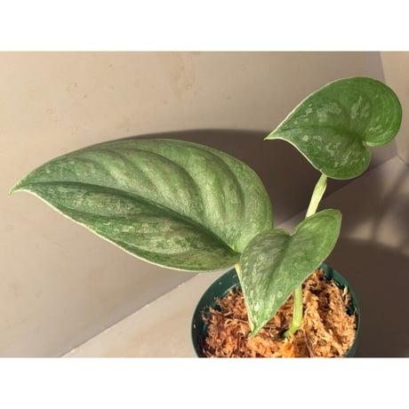 Scindapsus pictus "Nanga pinoh" Melawi Kalimantan barat [TB1606]