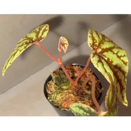 Begonia Variabilis [TK260915]