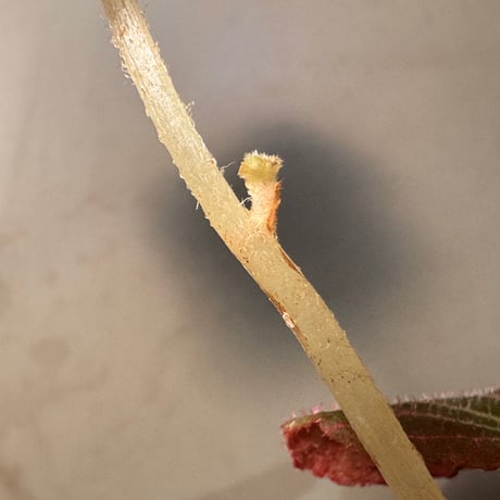 Begonia fulgurata
