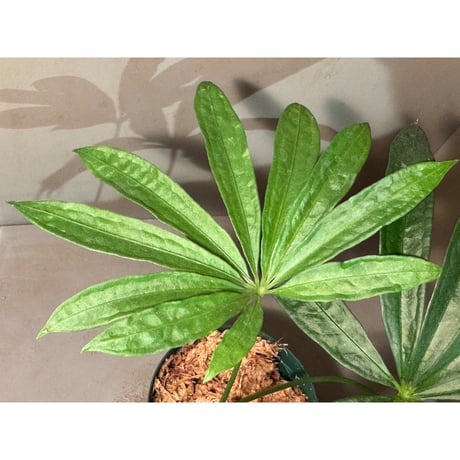 Anthurium polyschistum from Napo Ecuador [tanakay]