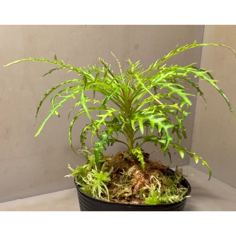 Labisia sp. from Jambi sumatera