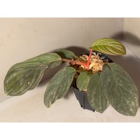 (黒葉) Homalomena sp. from Indragiri Hulu Riau Sumatera