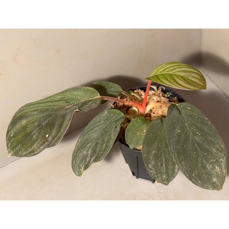 (黒葉) Homalomena sp. from Indragiri Hulu Riau Sumatera