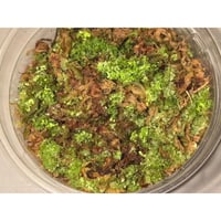 Unknown fern
