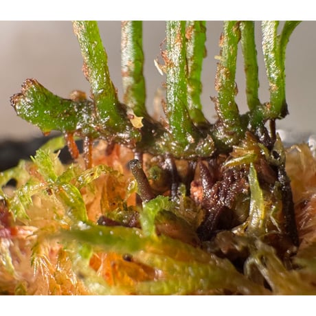 Bolbitis sinuosa from Philippines