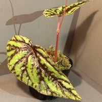 Begonia Variabilis [TK260915]